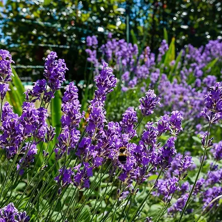 Bed & Breakfast Domaine Le Muret Saint-Salvadou